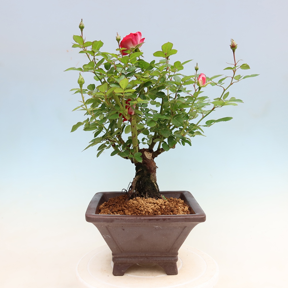 Bonsai voor buiten - Rosa Kordes - roos