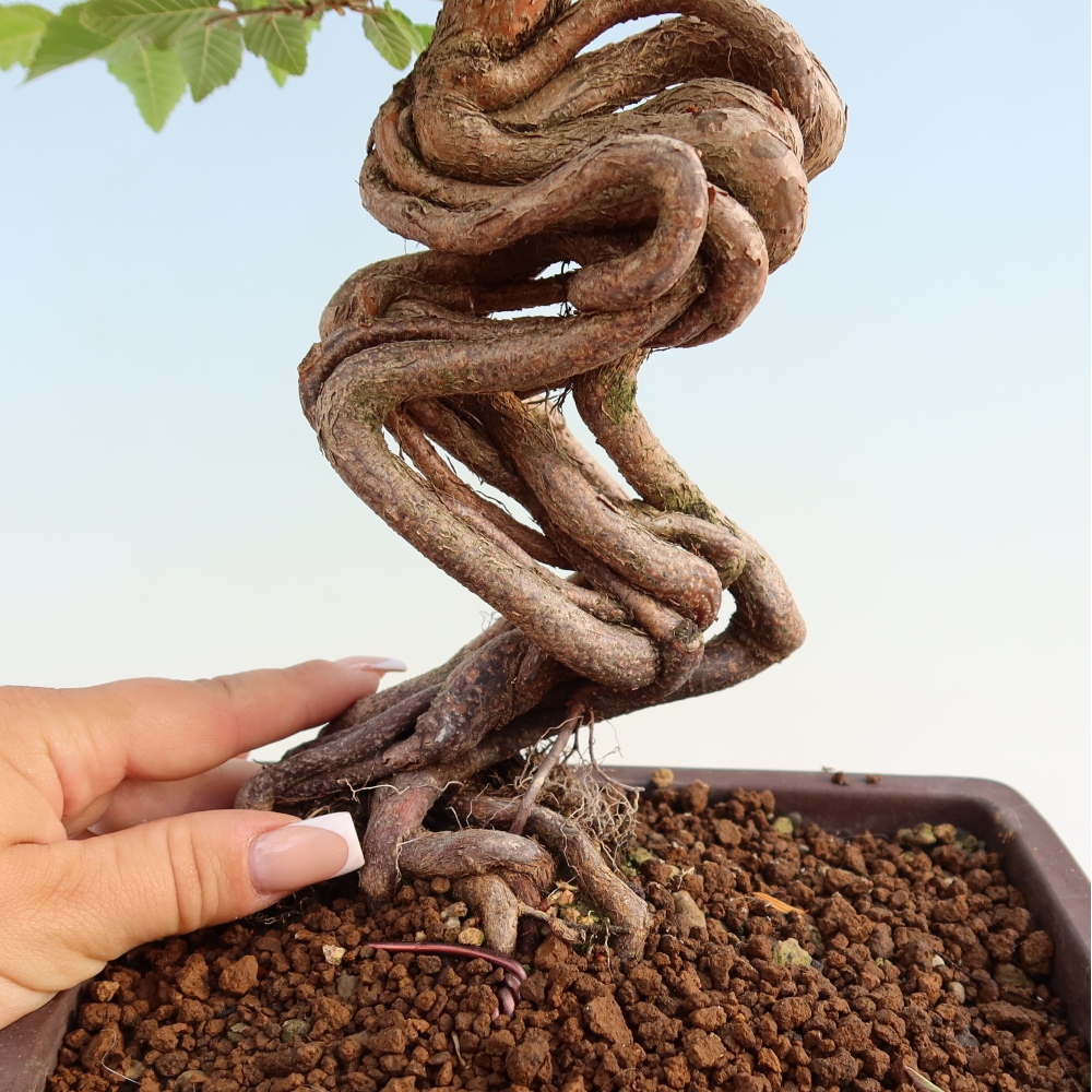Bonsai voor buiten -Carpinus Coreana - Koreaanse haagbeuk