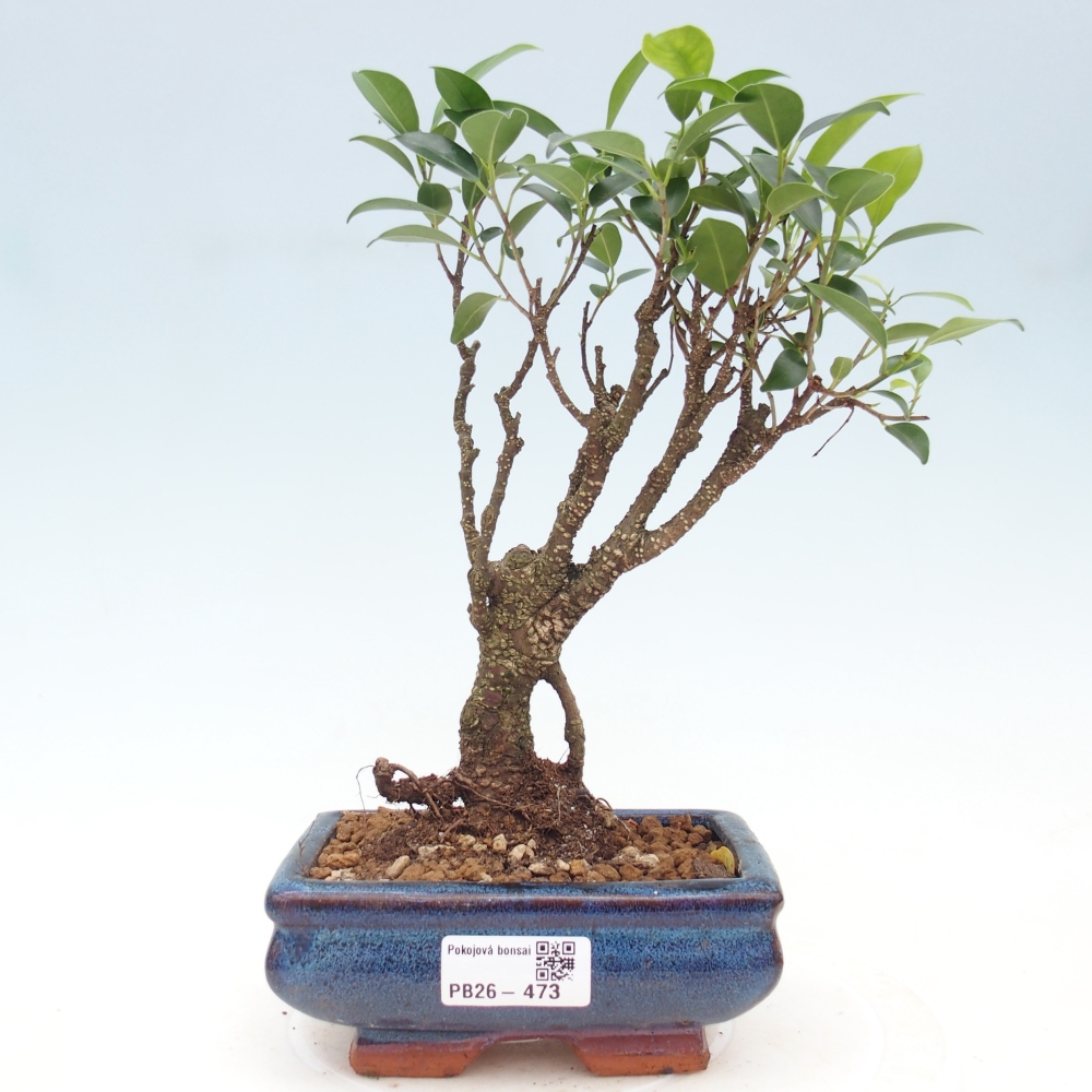 Kamerbonsai - Ficus retusa - kleinbladige ficus