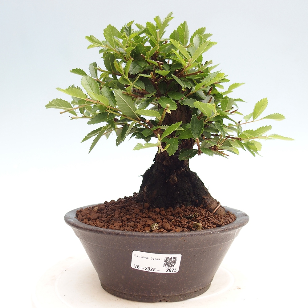 Bonsai voor buiten - Zelkova - Zelkova NIRE