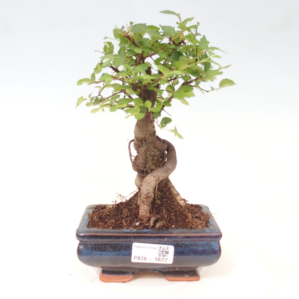 Kamerbonsai - Ulmus parvifolia - Winteriep