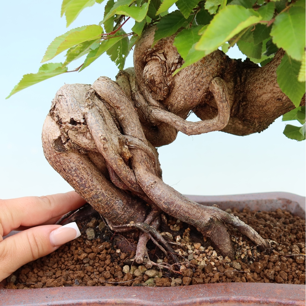 Bonsai voor buiten -Carpinus Coreana - Koreaanse haagbeuk