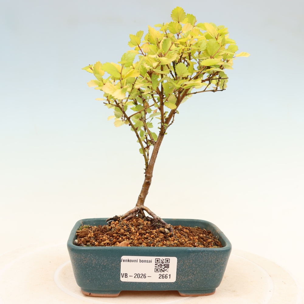 Buitenbonsai - dwergberk - Betula NANA Golden Treasure