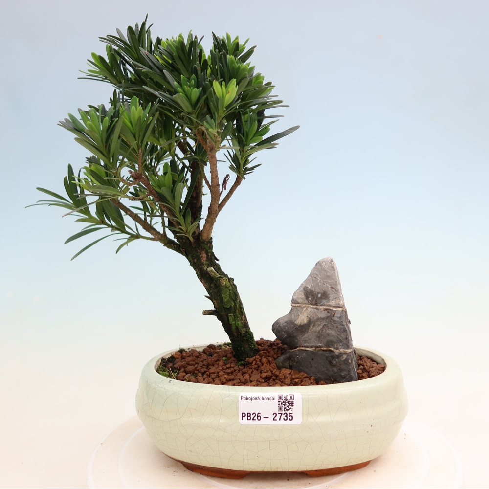Kamerbonsai - Podocarpus - Taxus