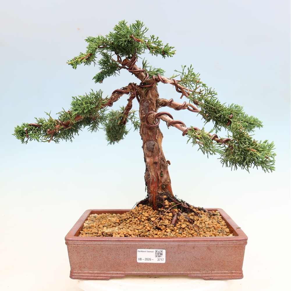 Bonsai voor buiten - Juniperus chinensis Kishu