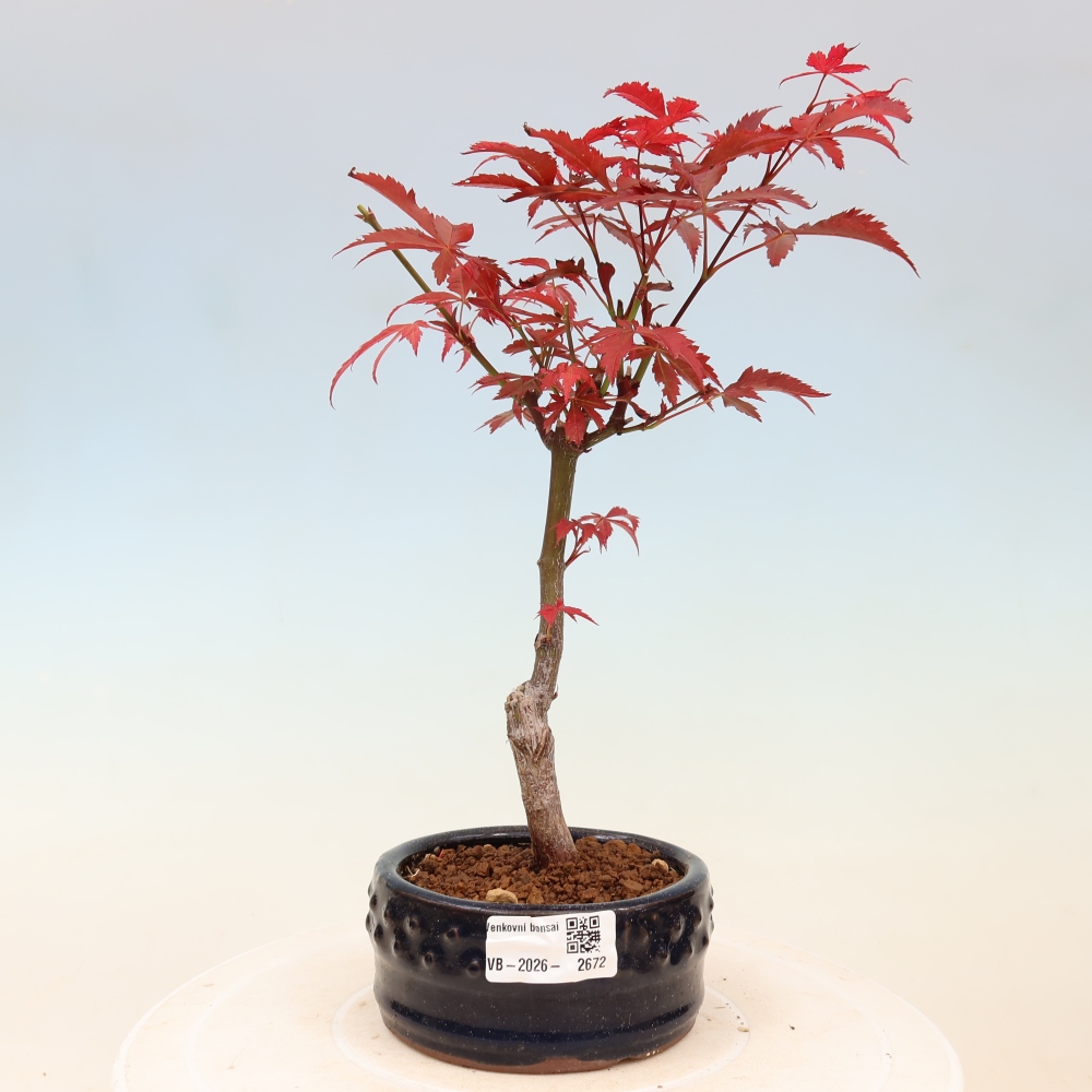 Bonsai voor buiten - Acer palm. Atropurpureum-Javorpalm