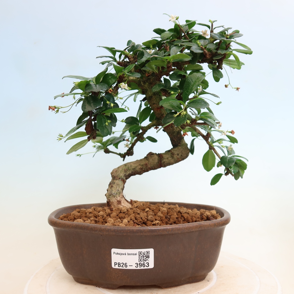 Kamerbonsai - Carmona macrophylla - Thee fuki