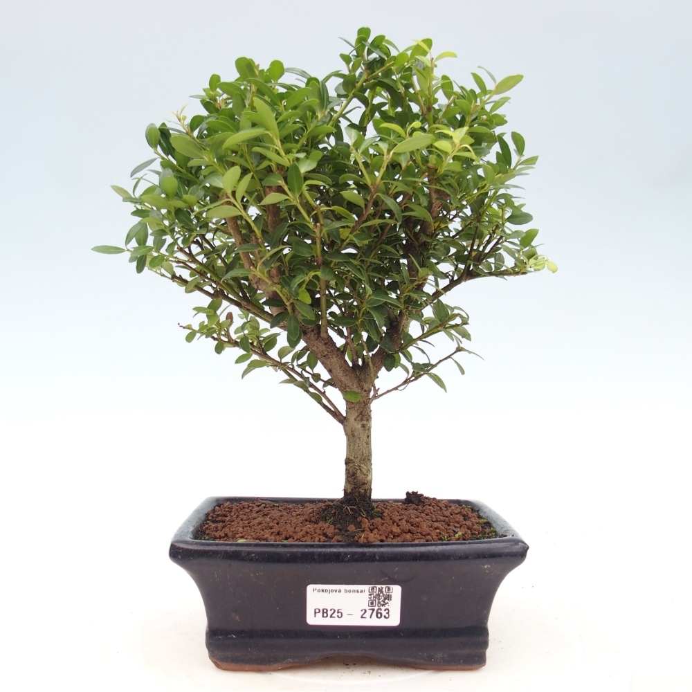 Kamerbonsai - Ilex crenata - Hulst