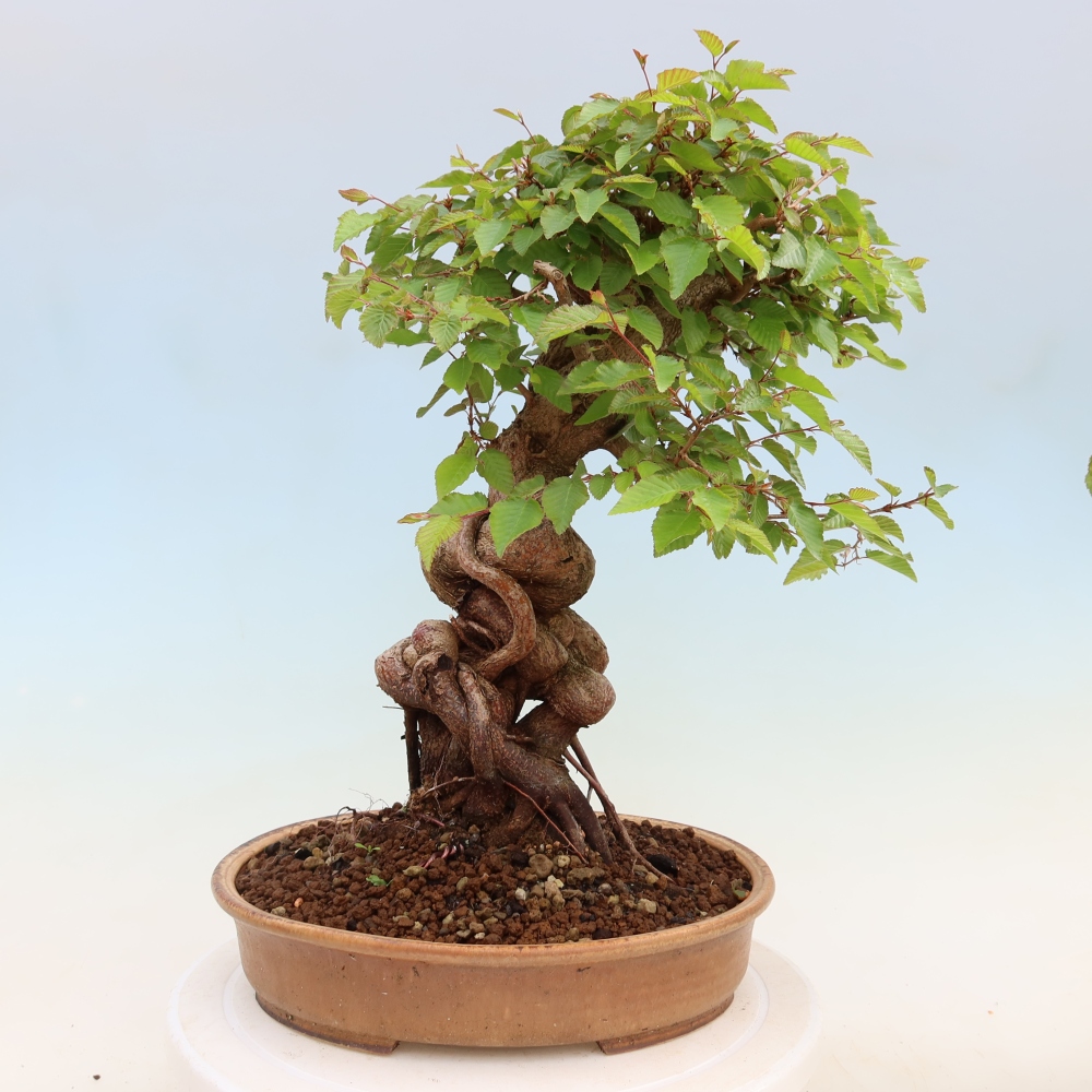 Bonsai voor buiten -Carpinus Coreana - Koreaanse haagbeuk