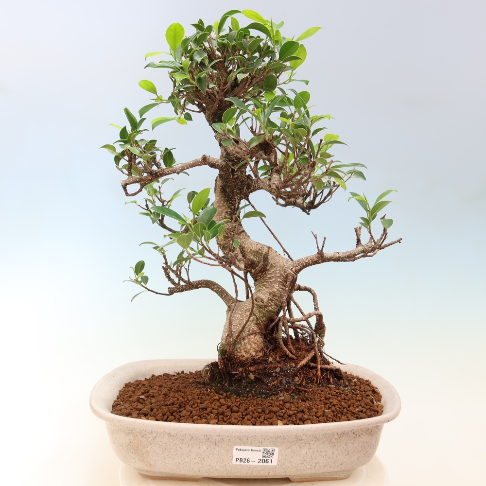 Kamerbonsai - Ficus kimmen - kleinbladige ficus
