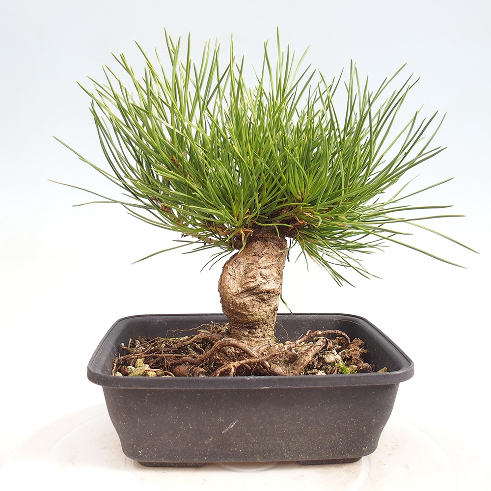 Bonsai voor buiten - Pinus thunbergii - Thunberg den
