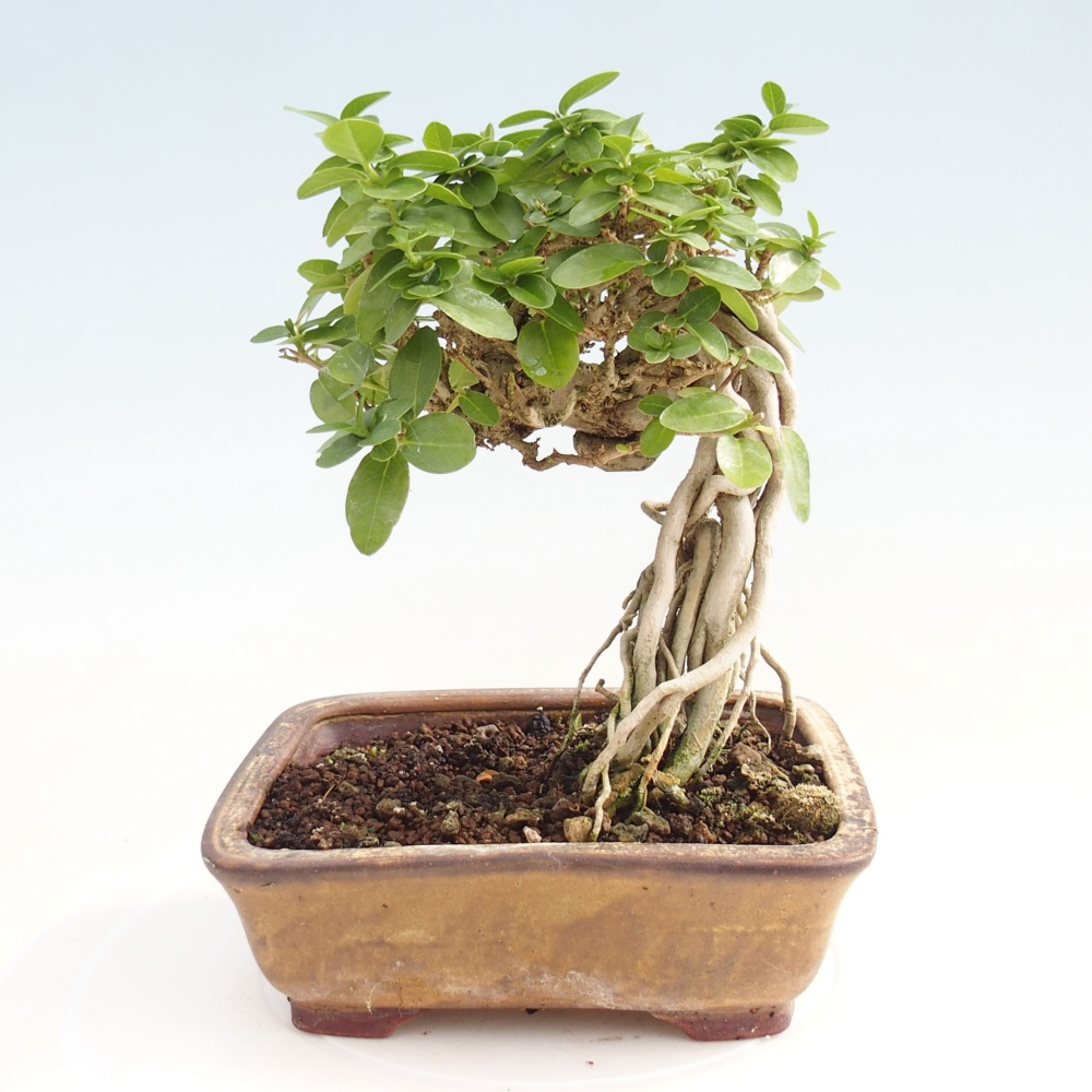 Bonsai voor binnen - Premna serratifolia - Kozlovna malolista