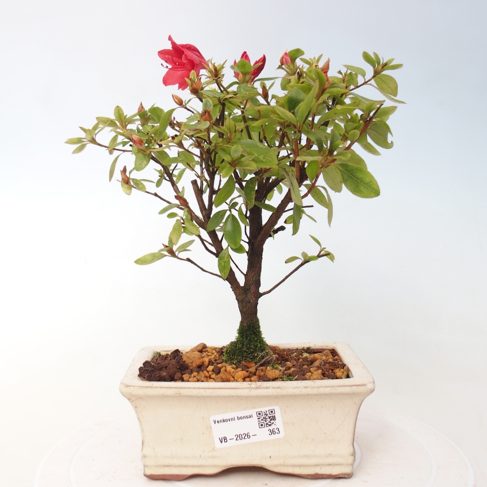 Bonsai voor buiten - Japanse azalea - Azalea sp.