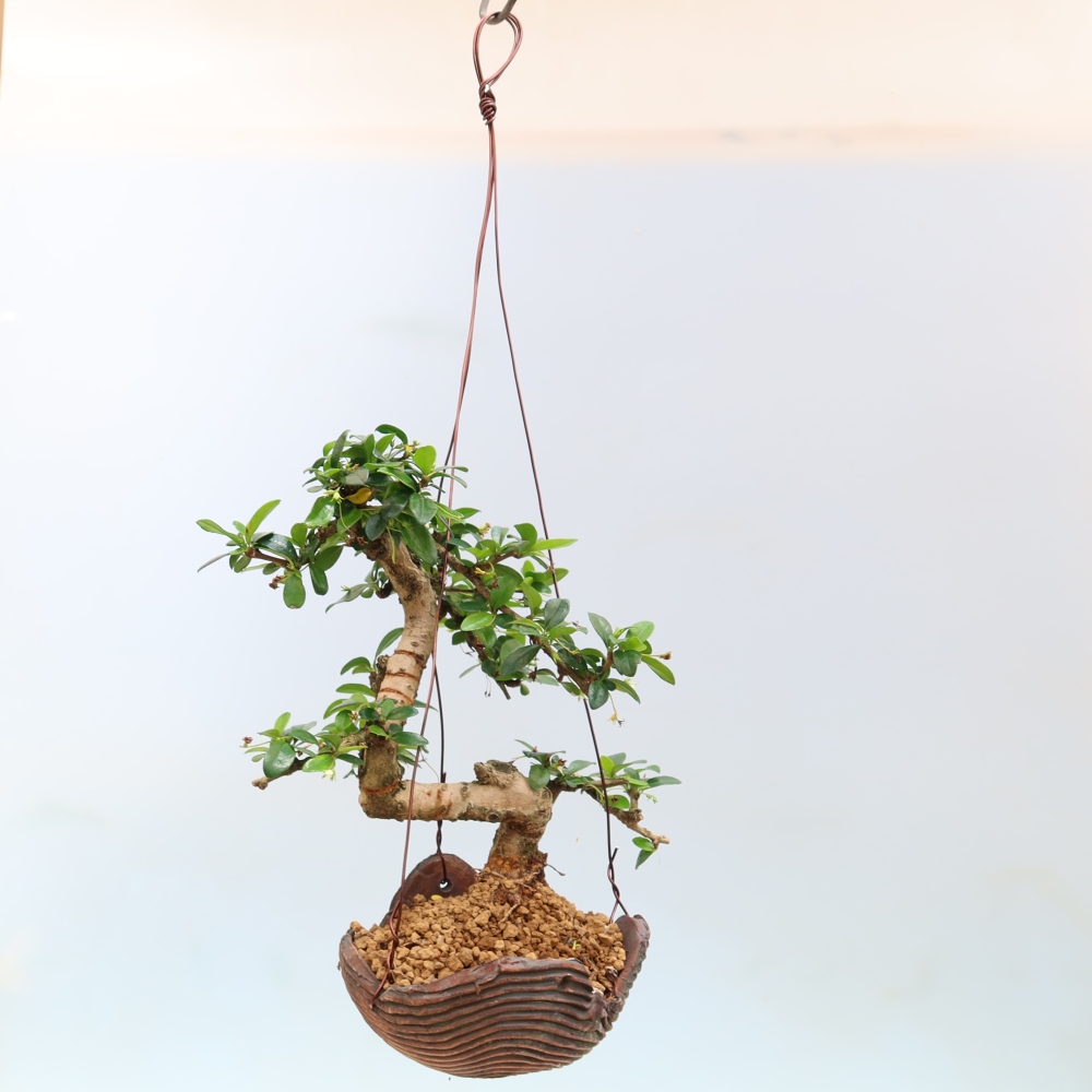 Kokedama in keramiek - Tea-fuki - Carmona macrophylla