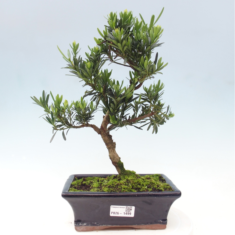 Kamerbonsai - Podocarpus - Taxus
