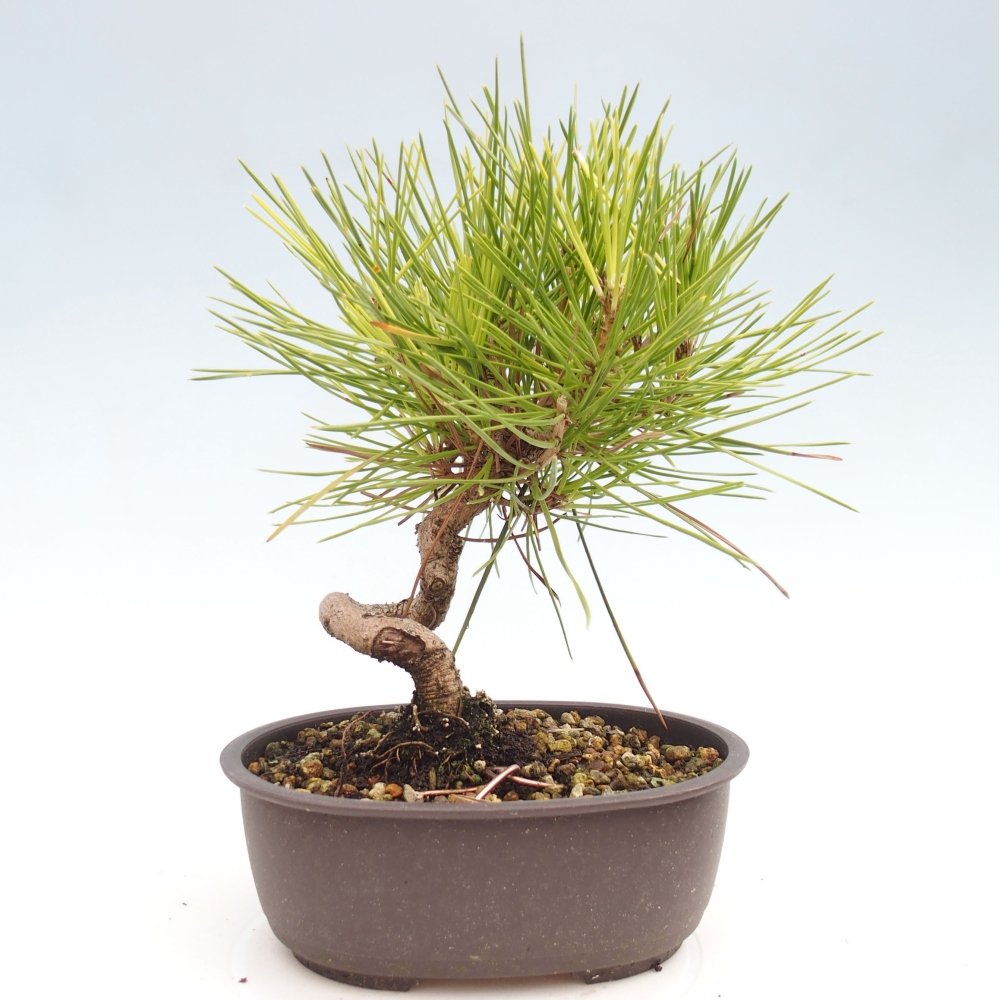 Bonsai voor buiten - Pinus thunbergii - Thunberg den