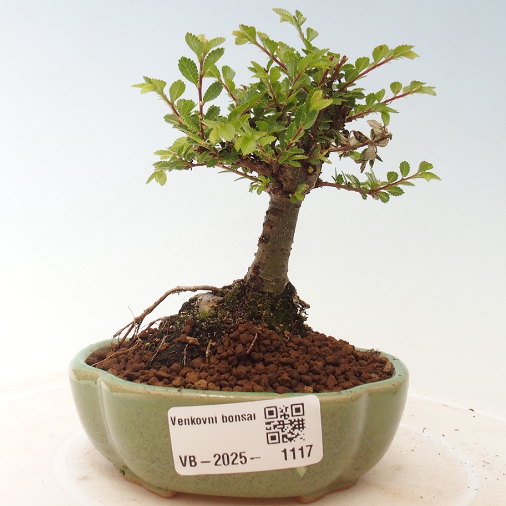Bonsai voor buiten - Ulmus parvifolia Sagei - Kleinbladige iep