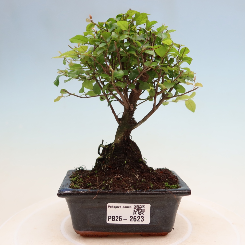 Kamerbonsai - Sageretia thea - Sageretia thea