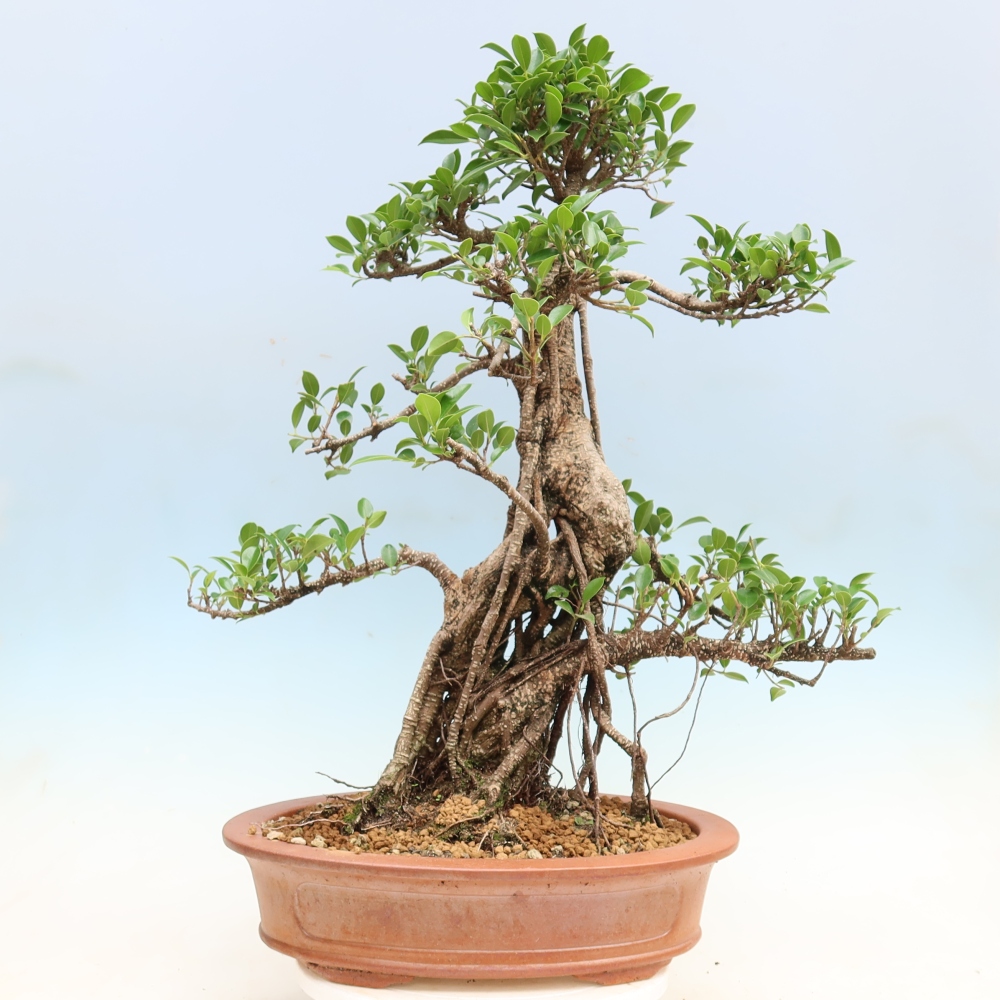 Kamerbonsai - Ficus kimmen - kleinbladige ficus