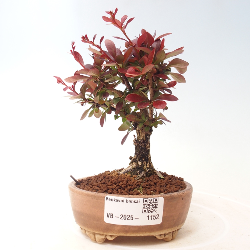 Bonsai voor buiten - Berberis thunbergii Kobold