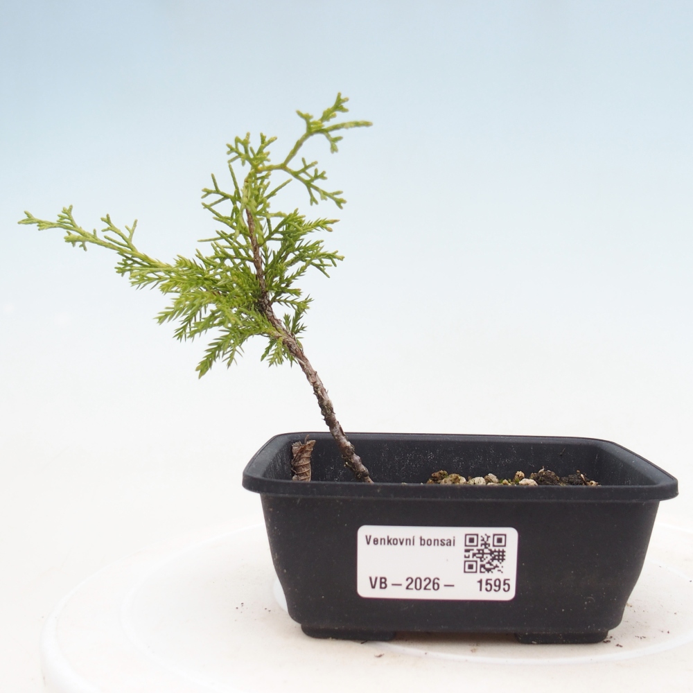 Bonsai voor buiten - Juniperus chinensis Itoigawa