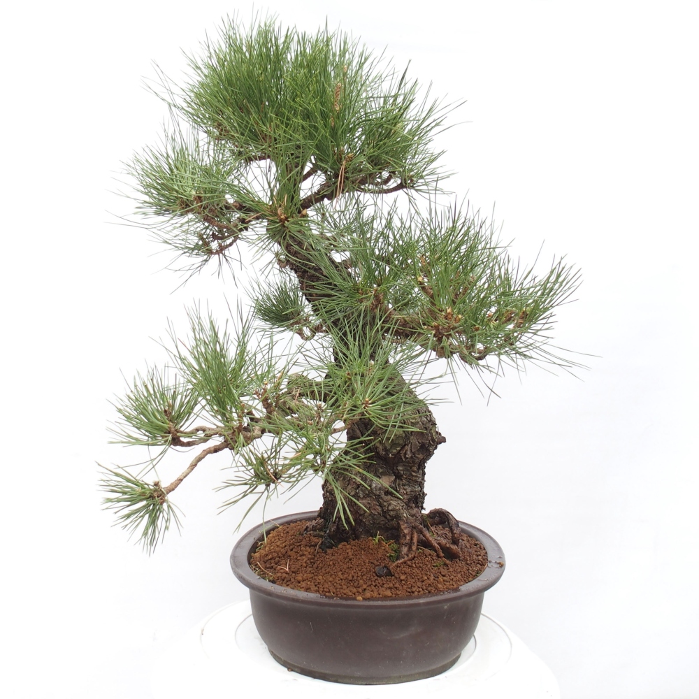 Bonsai voor buiten - Pinus thunbergii - Thunberg den