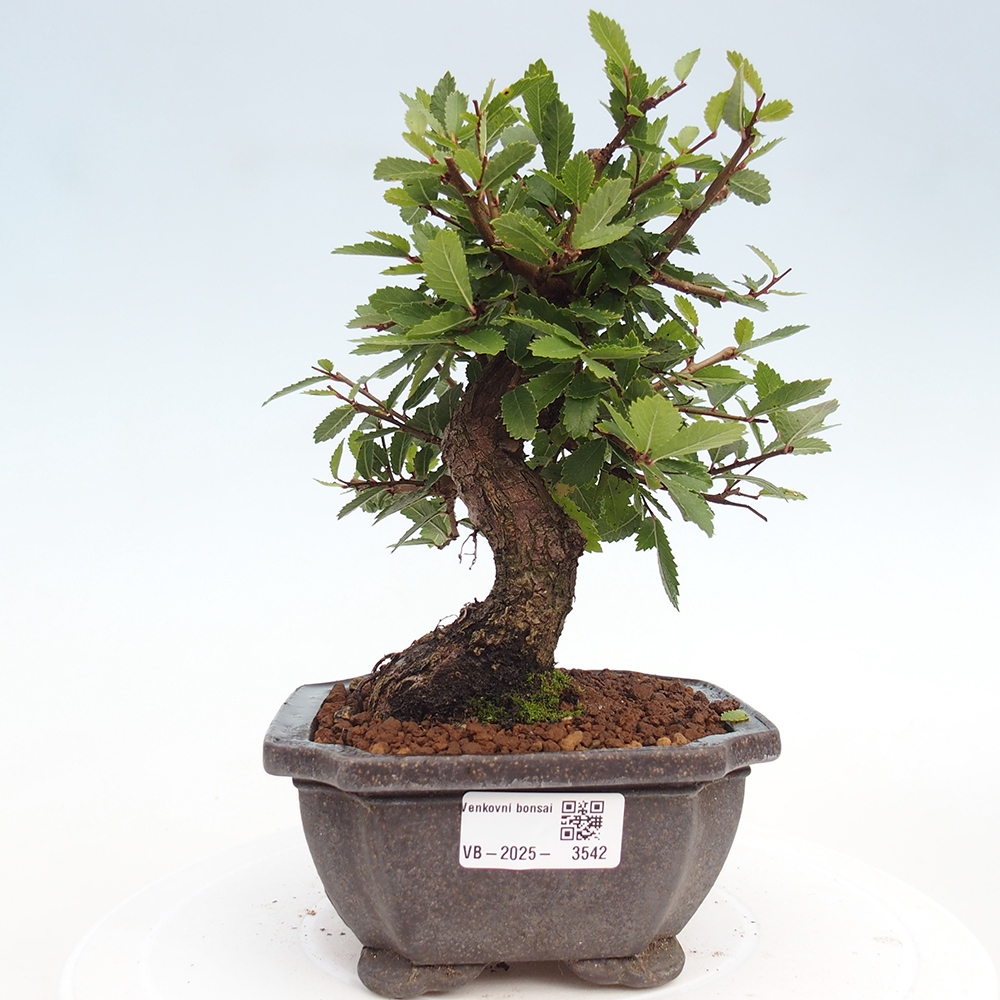Bonsai voor buiten - Zelkova - Zelkova NIRE