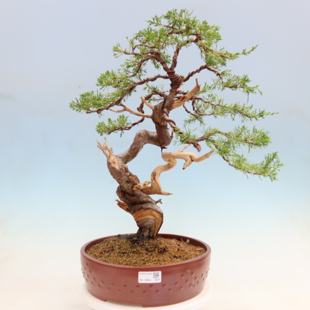 Bonsai voor buiten - Juniperus chinensis Itoigawa-Juniperus chinensis
