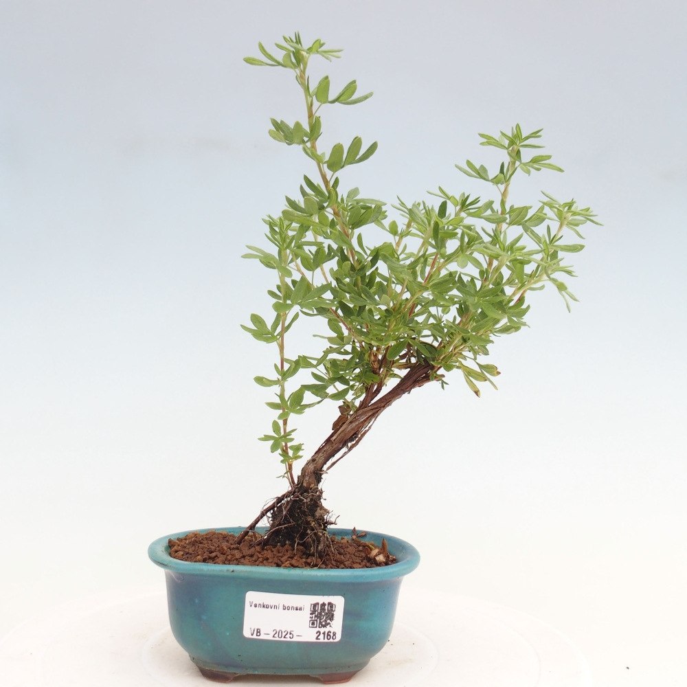 Bonsai voor buiten - Potentila fruticosa gele vogel