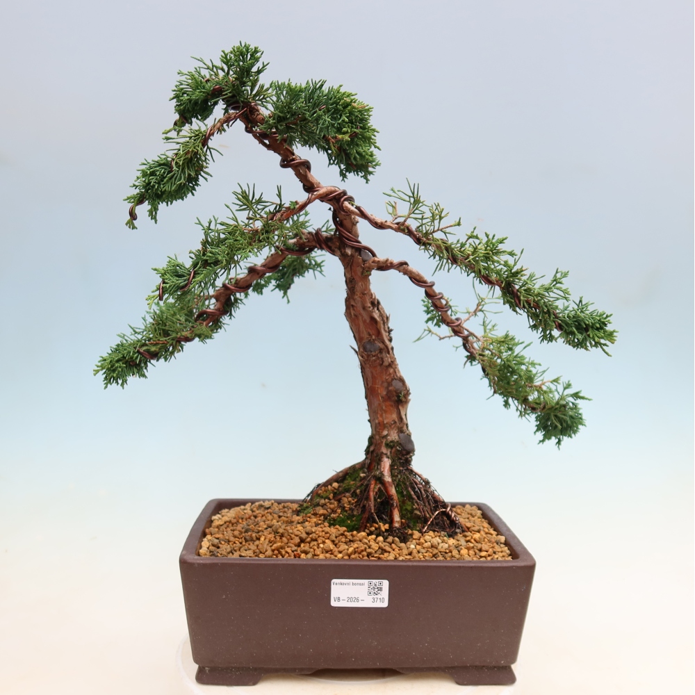 Bonsai voor buiten - Juniperus chinensis Kishu