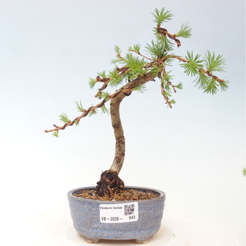 Bonsai voor buiten - Larix Kaempferi - Japanse lariks