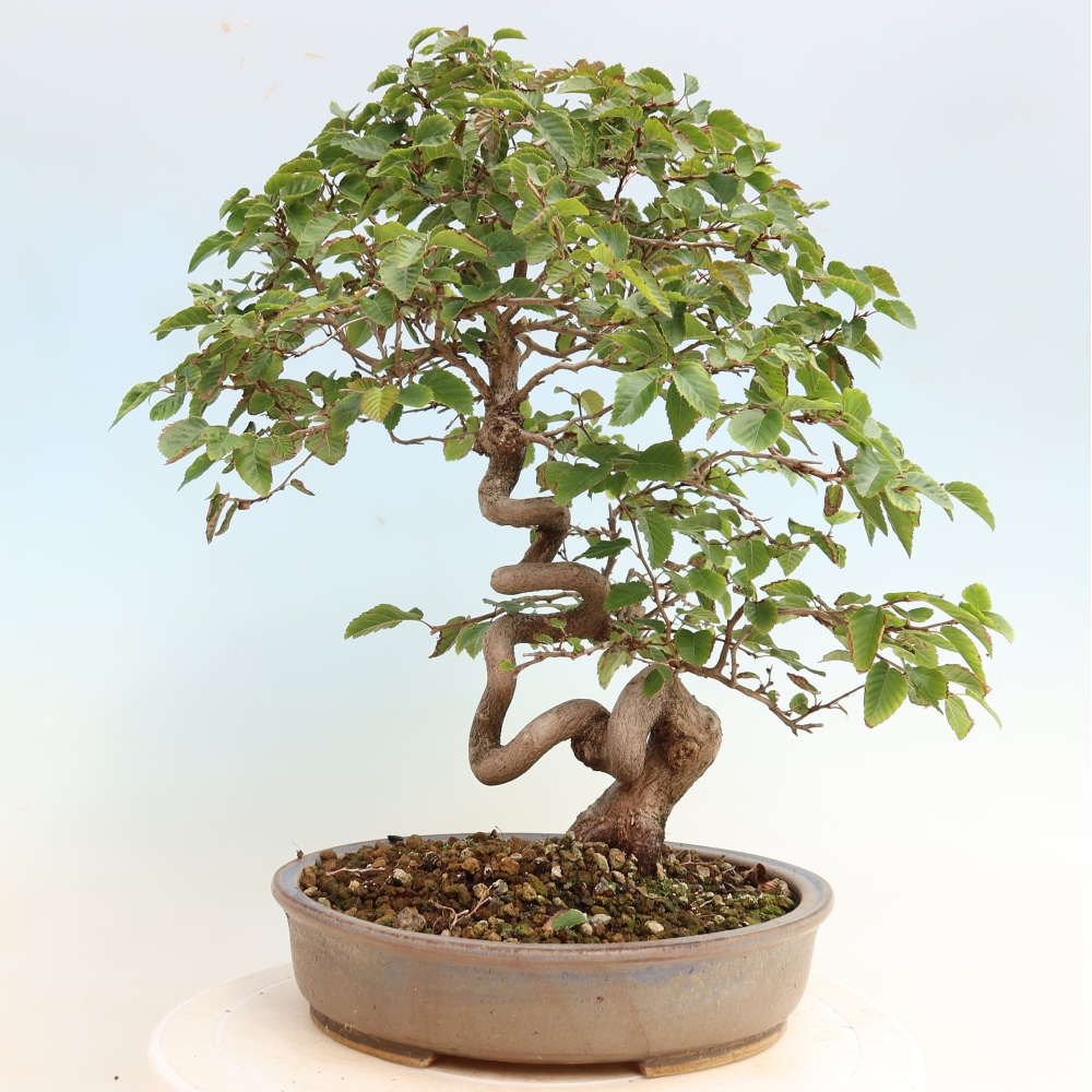 Bonsai voor buiten -Carpinus CARPINOIDES - Koreaanse haagbeuk
