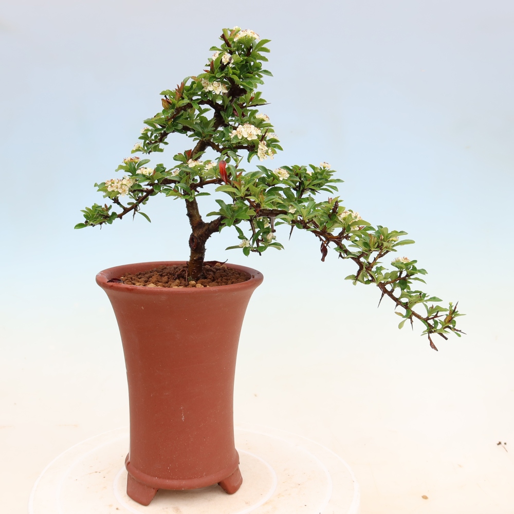 Buitenbonsai - Pyracantha teton - Vuurdoorn