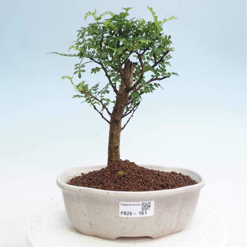 Kamerbonsai - Zantoxylum piperitum - peperboom