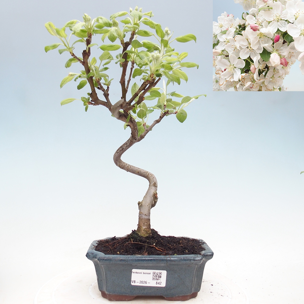 Bonsai voor buiten -Malus halliana - Appelboom met kleine vruchten