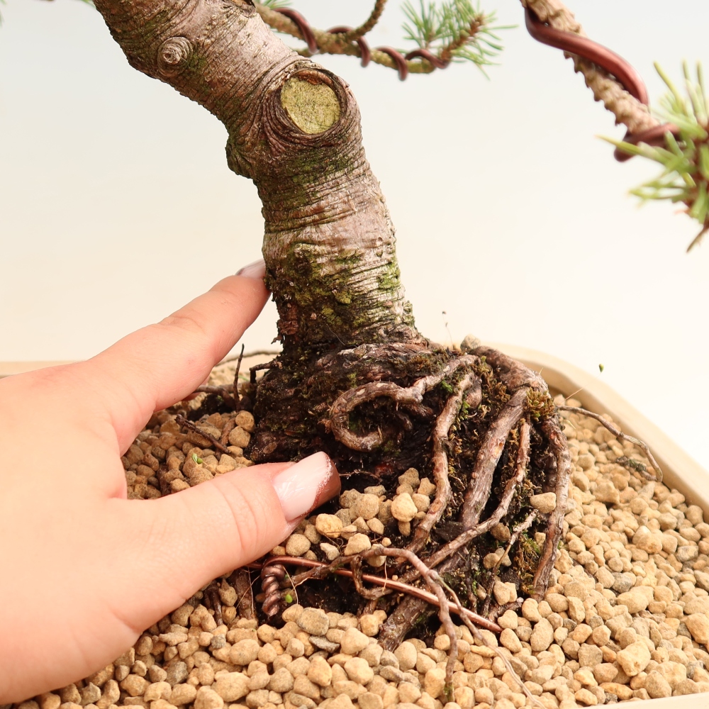 Bonsai voor buiten - Pinus mugo Humpy  - Bergden