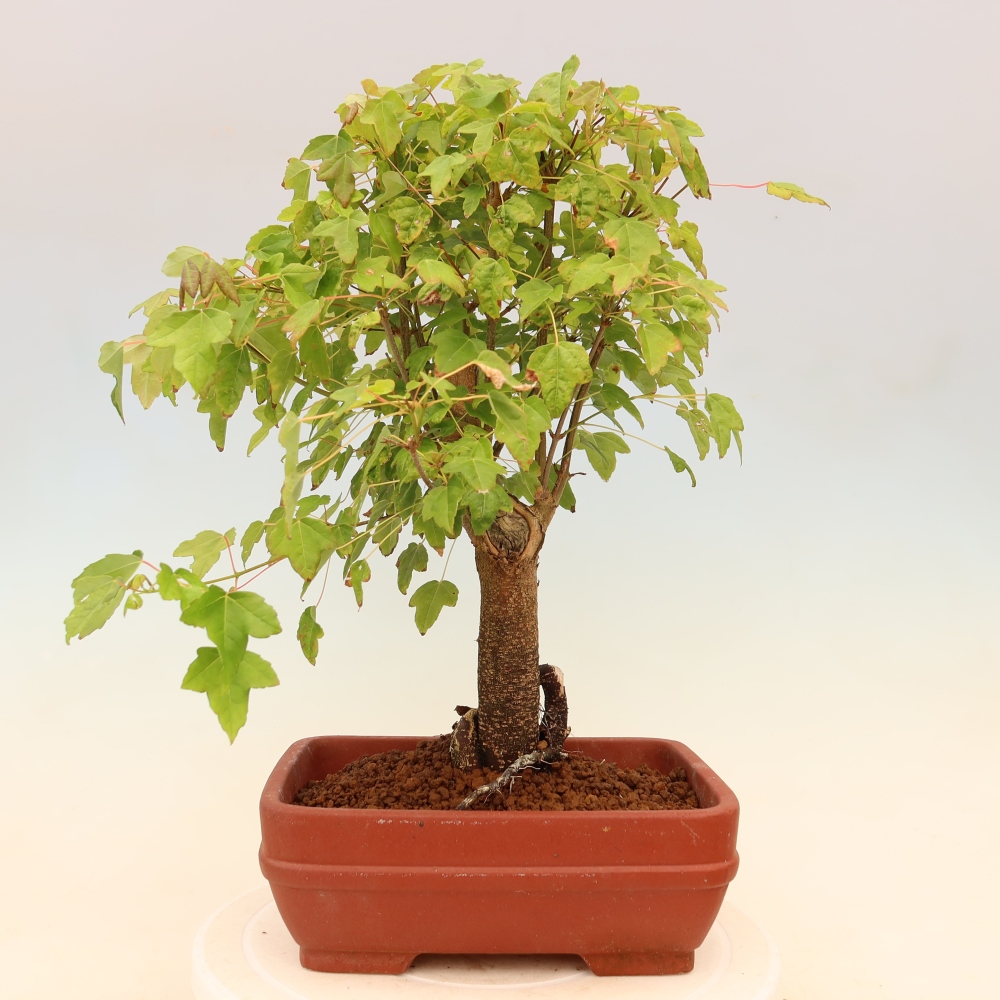 Bonsai voor buiten - Esdoorn Burger - Acer Burgerianum