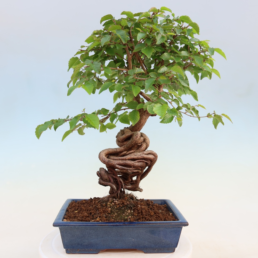 Bonsai voor buiten -Carpinus Coreana - Koreaanse haagbeuk