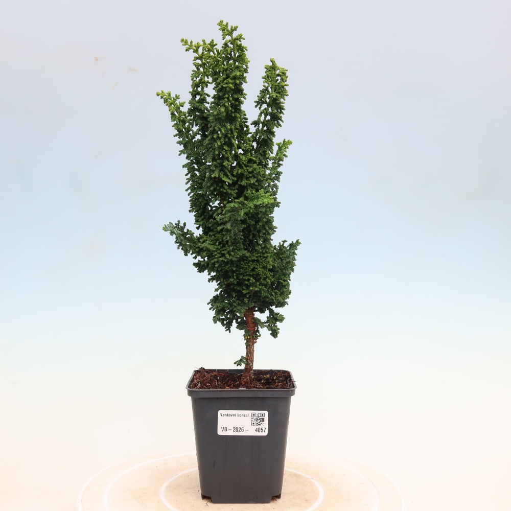 Bonsai voor buiten - Cham. obtusa SEKKA HINOKI - Cipres