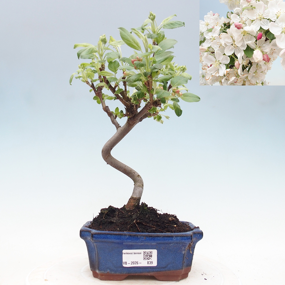 Bonsai voor buiten -Malus halliana - Appelboom met kleine vruchten