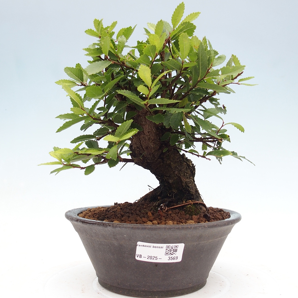 Bonsai voor buiten - Zelkova - Zelkova NIRE