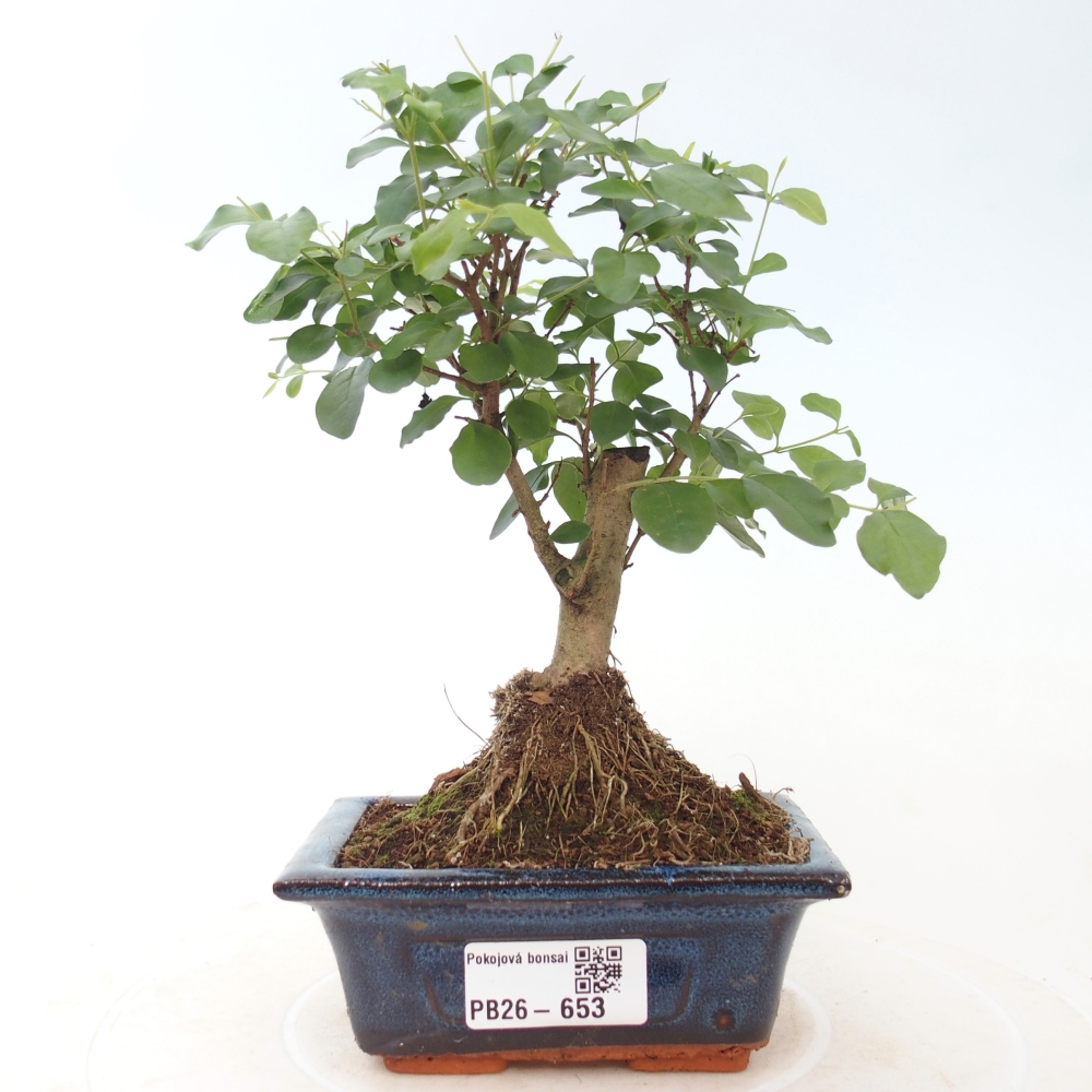 Kamerbonsai -Ligustrum chinensis - Vogelsnavel