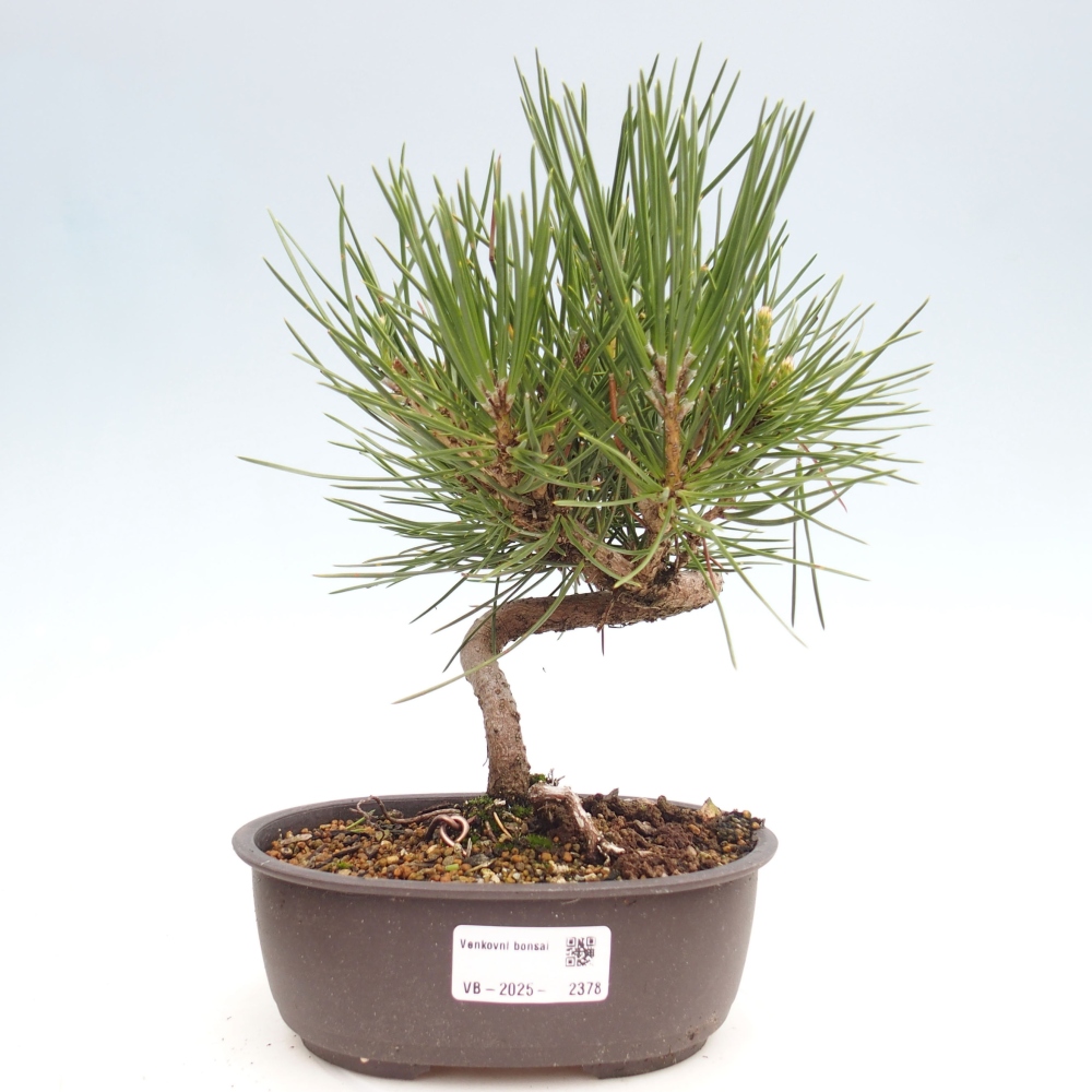 Bonsai voor buiten - Pinus thunbergii - Thunberg den