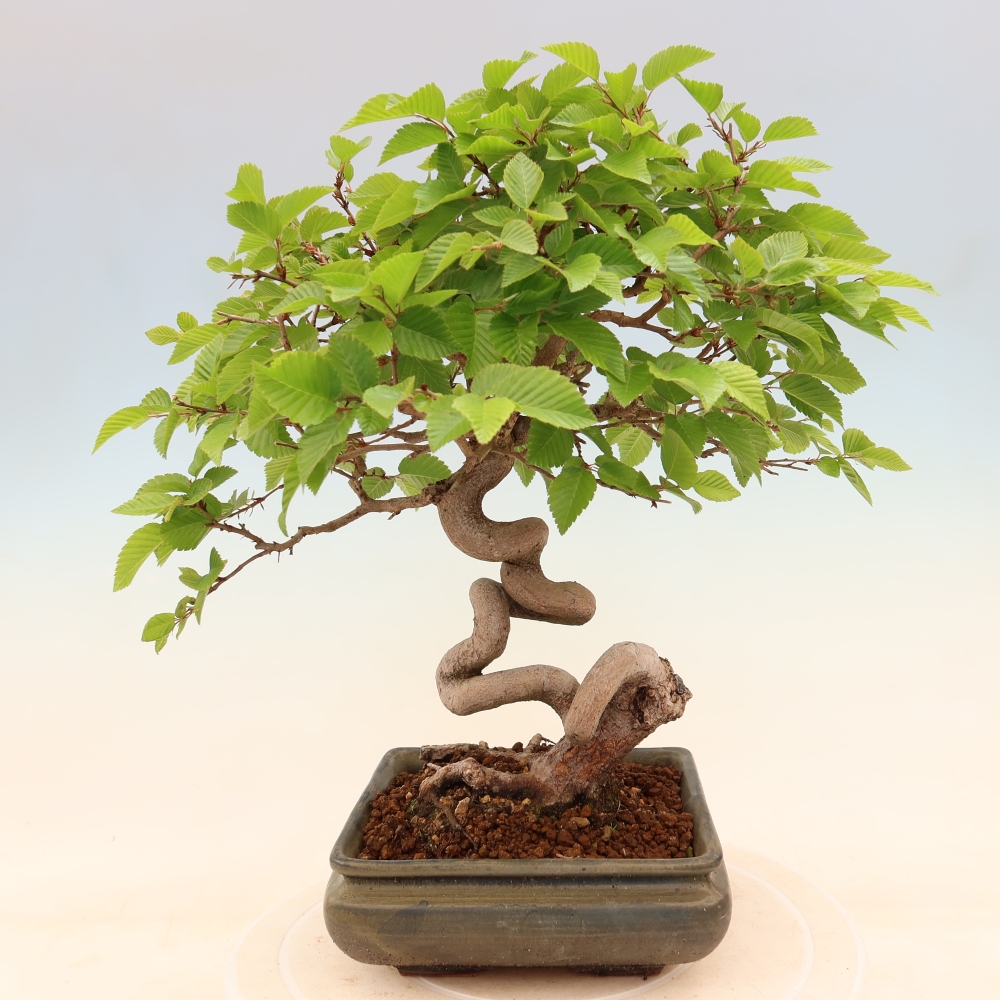 Bonsai voor buiten -Carpinus Coreana - Koreaanse haagbeuk