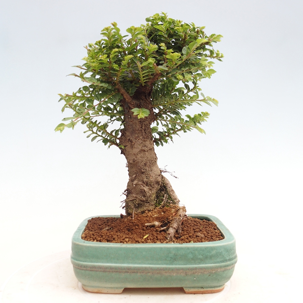 Bonsai voor buiten - Ulmus parvifolia Hokkaido - Chinese iep