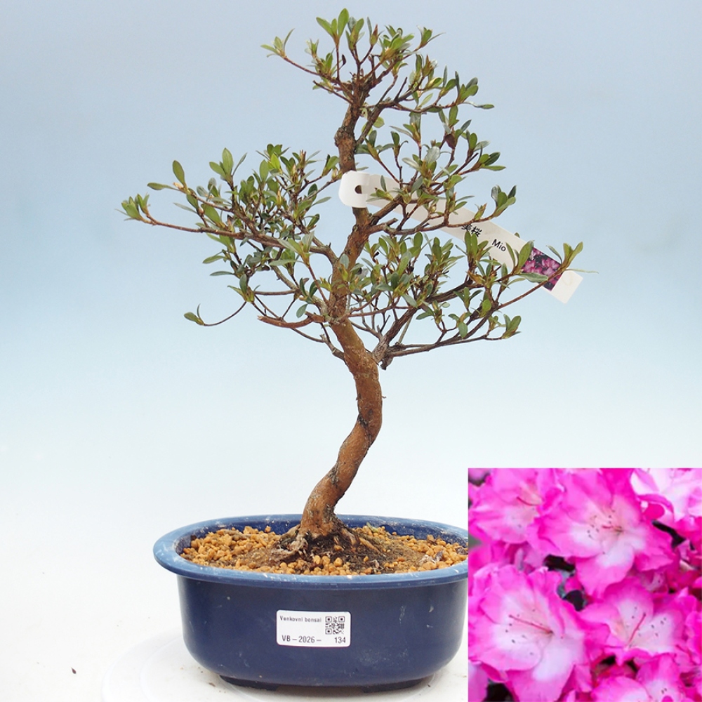 Bonsai voor buiten - Japanse Azalea - Azalea Mio