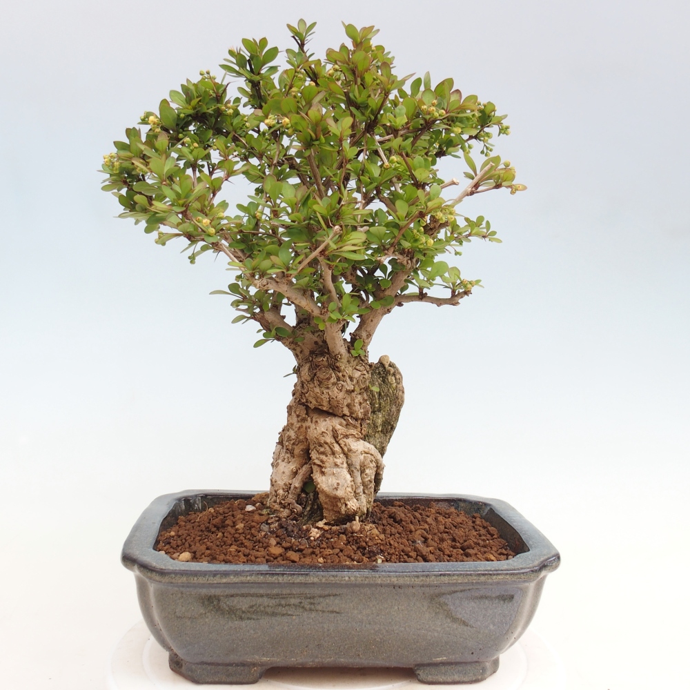Bonsai voor buiten - Berberis coreana