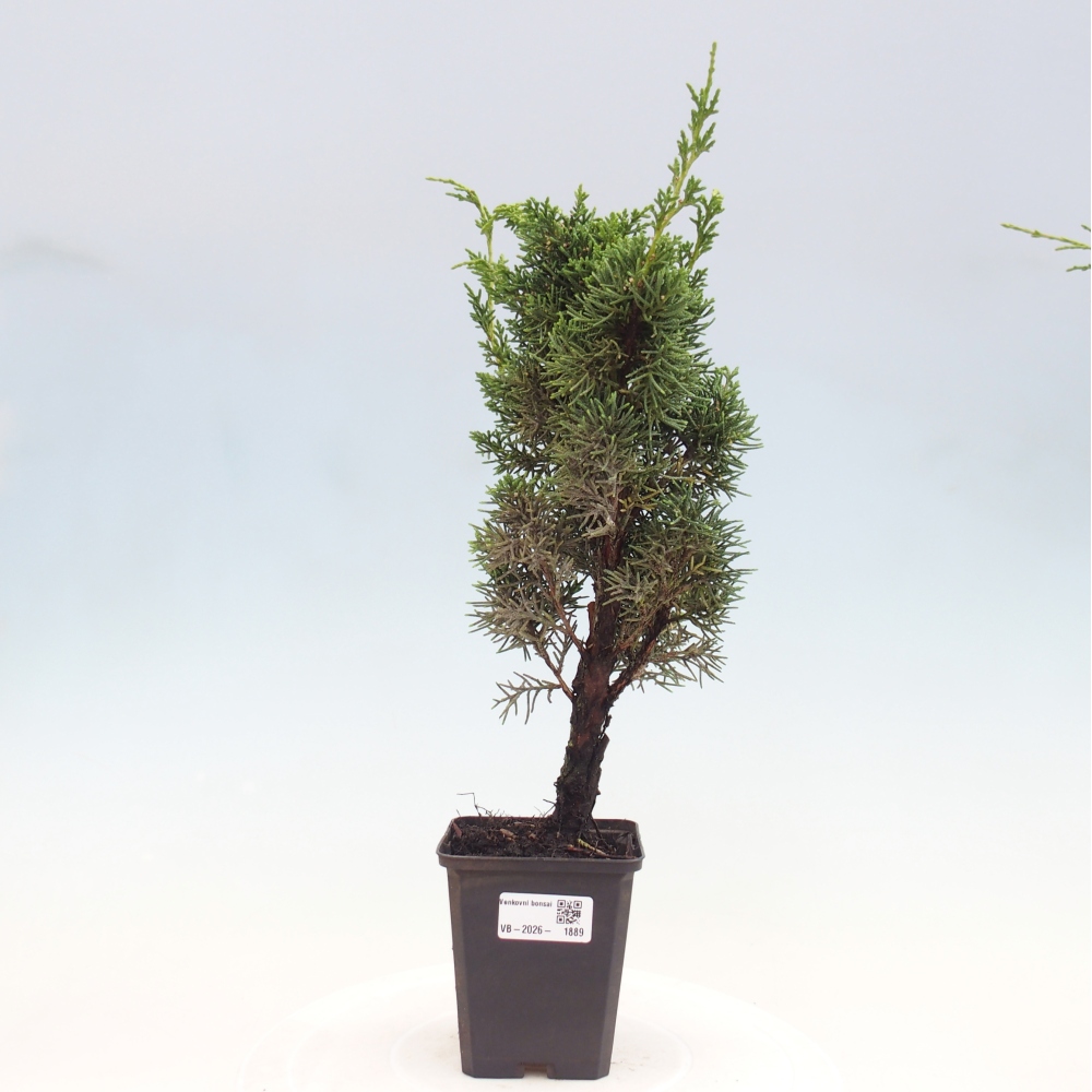 Bonsai voor buiten - Juniperus chinensis Kishu