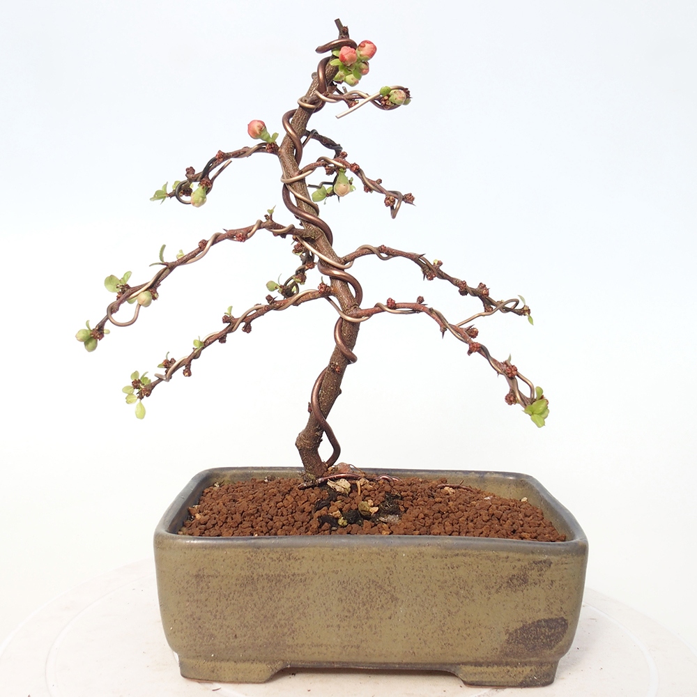 Bonsai voor buiten - Chaneomeles s. Red Joy - Kweepeer