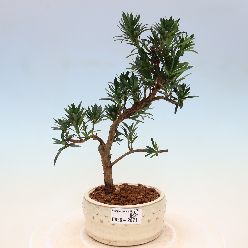 Kamerbonsai - Podocarpus - Taxus